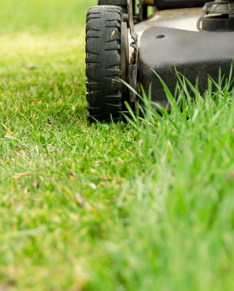 the wheels of a used lawn mower on old lawn  grass with its first spring mowing close up