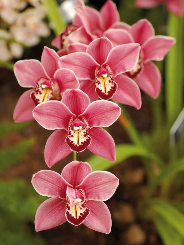 Details 48 flores de orquideas cymbidium