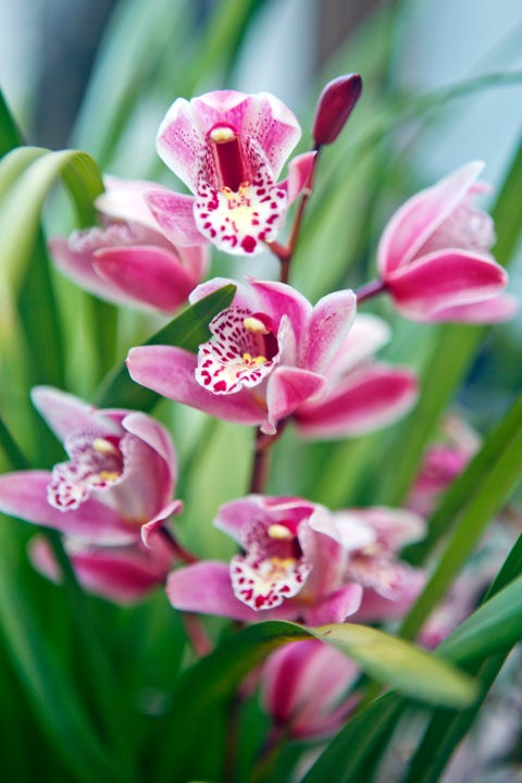 22 Different Types Of Orchids Garden Additions Houseplants