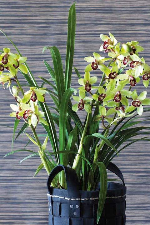 Genealogía cantidad de ventas vacío Orquídea Cymbidium: características, cuidados y riego
