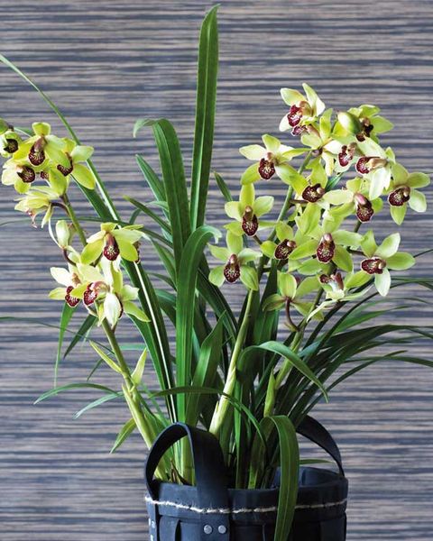 Orquídeas: cuidados, variedades y riego