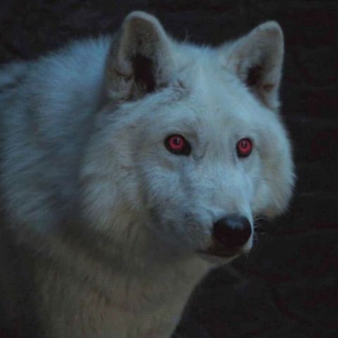 Jon Snow Pets Ghost In The Game Of Thrones Finale And Nothing