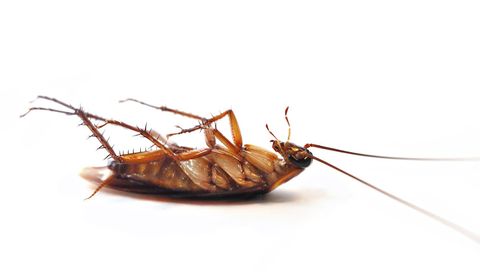 kakkerlak op zijn rug