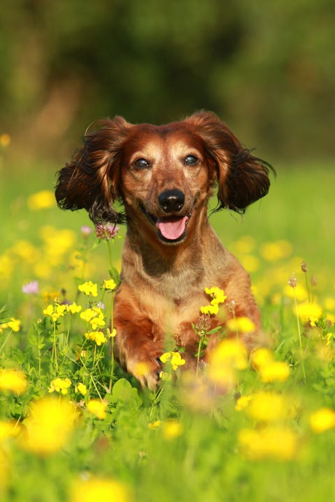 Dog, Mammal, Vertebrate, Dog breed, Canidae, Carnivore, Companion dog, Sporting Group, Grass, Cocker spaniel, 