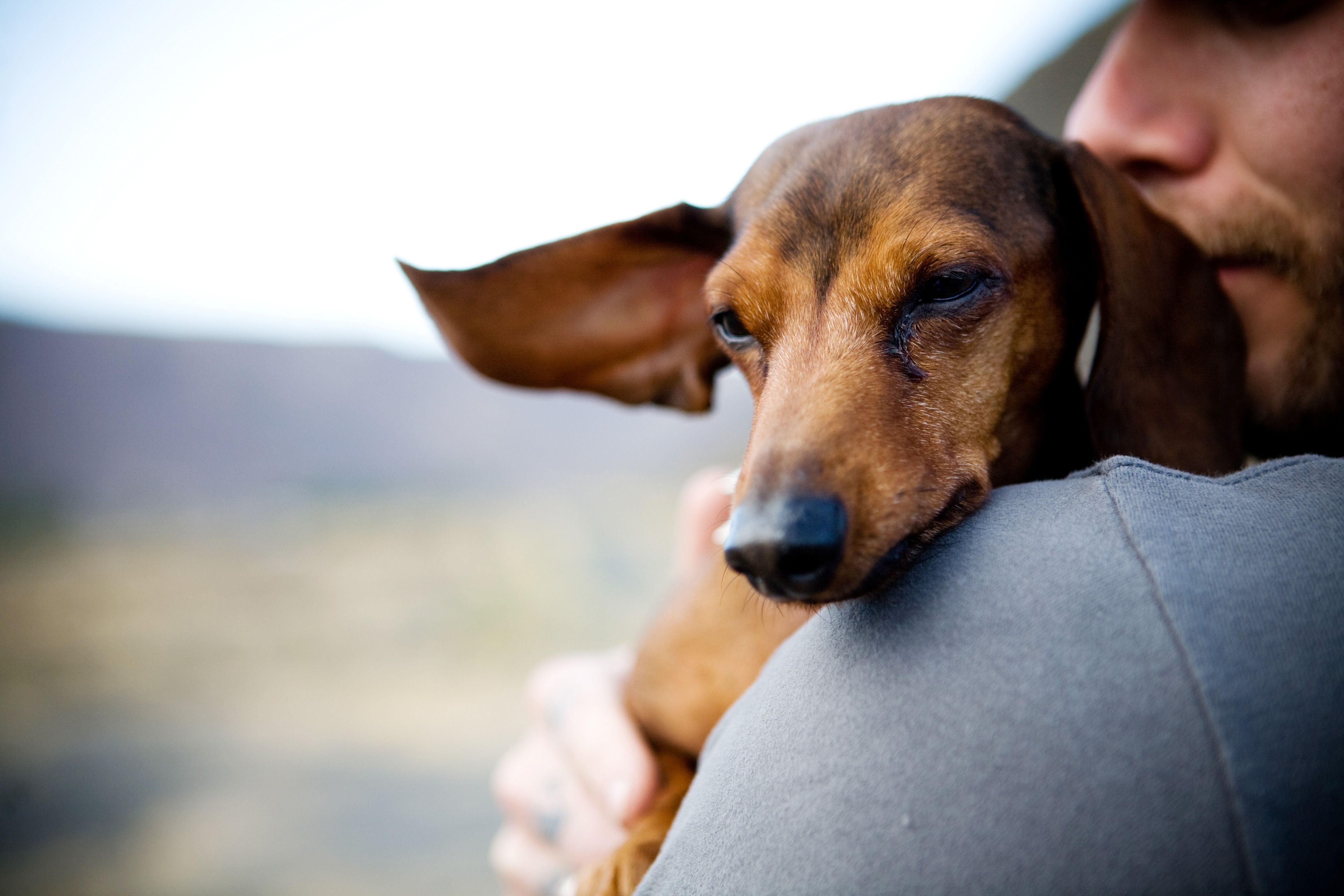 Dogs really are man's best friend, study finds
