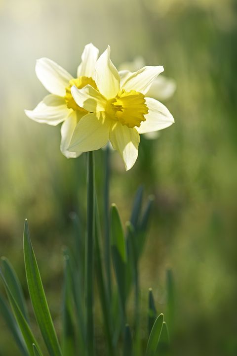 spring yellow daffodils   narcissus flowers backlit by hazy sunshine