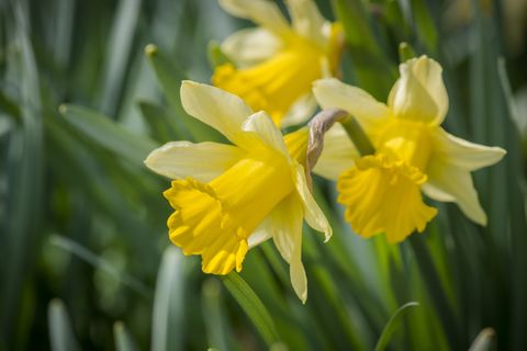 yellow daffodils growing in garden
