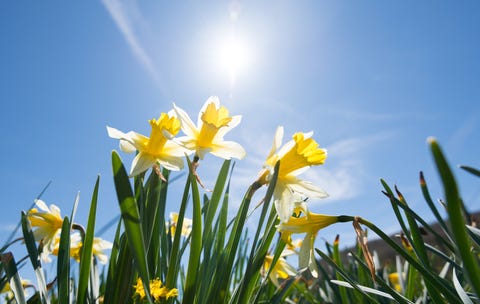 Daffodils
