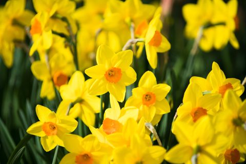 what to grow in november daffodils
