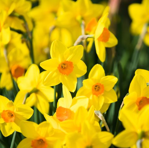 11 Best Flowers To Plant For Spring When To Plant Daffodils Tulips Rhododendrons And More
