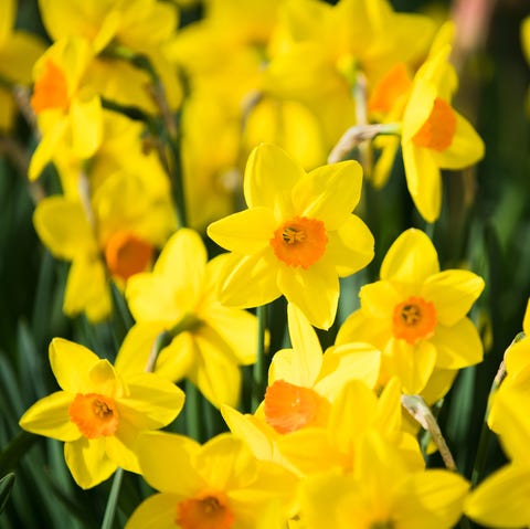 11 Best Flowers To Plant For Spring When To Plant Daffodils Tulips Rhododendrons And More