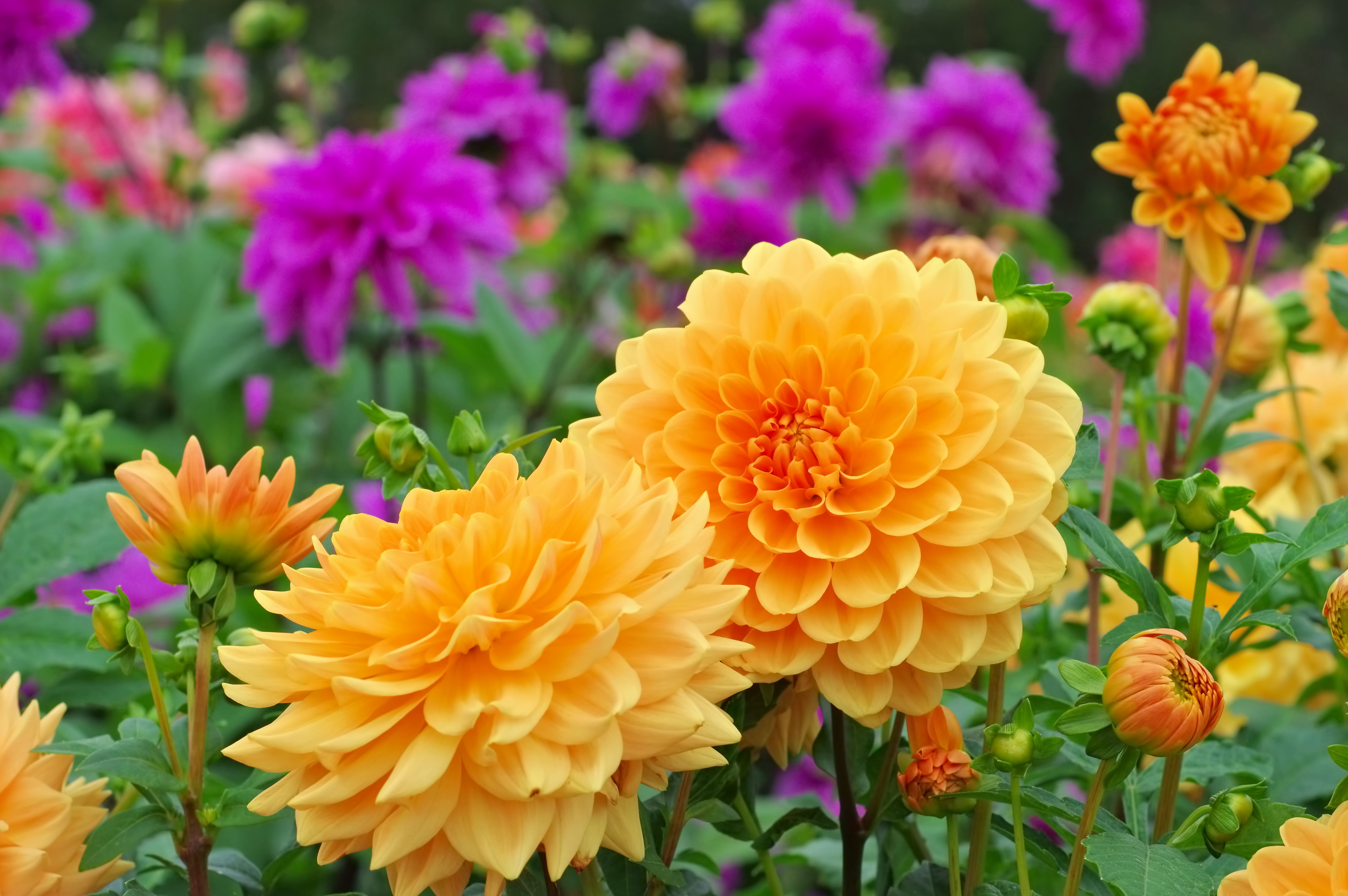 Most popular summer flowers for the garden