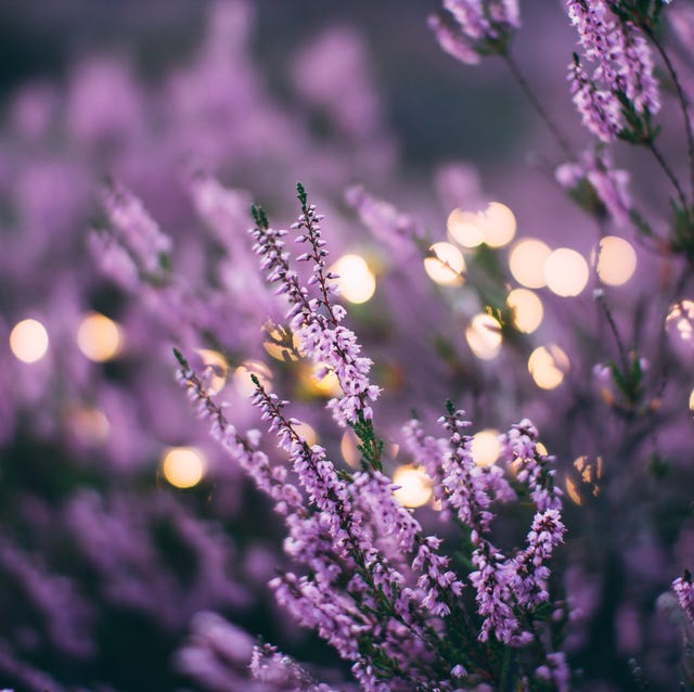 profumi donna primavera 2019