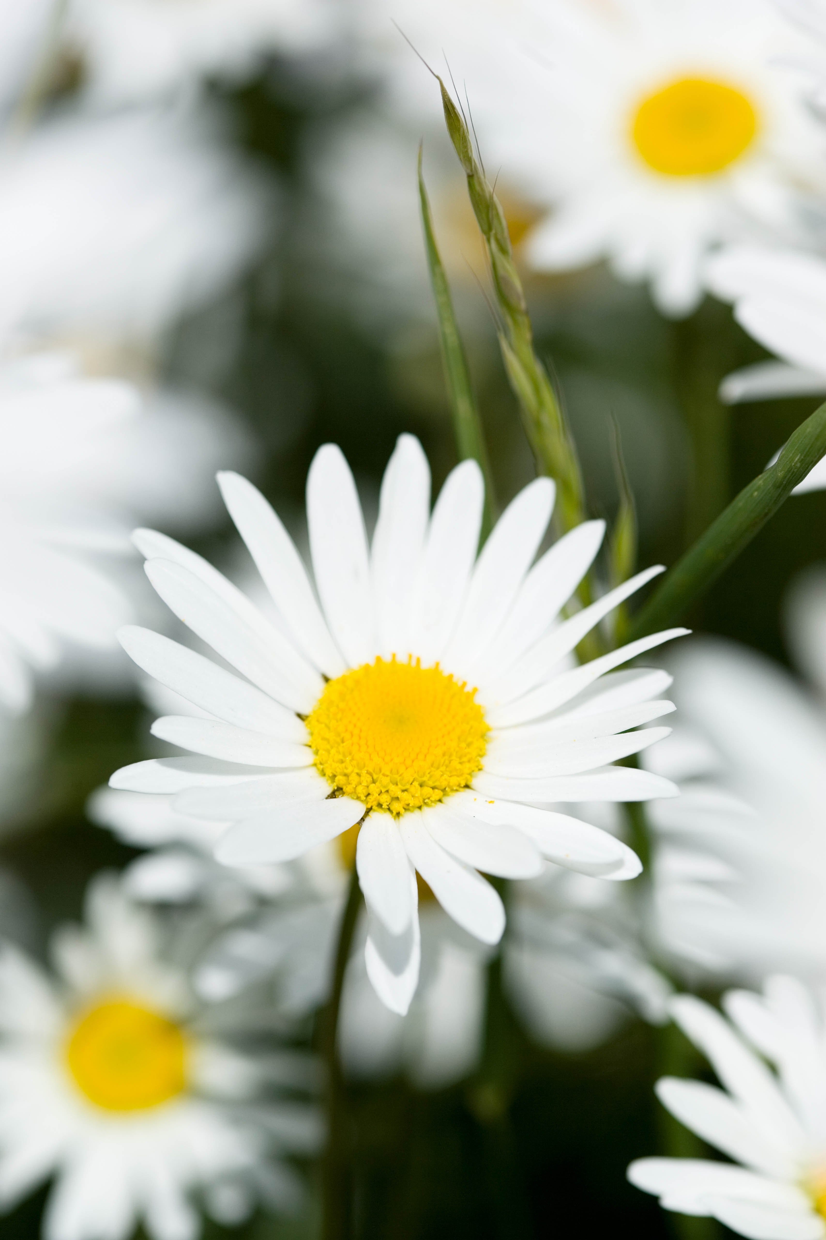 Weißes Gänseblümchen