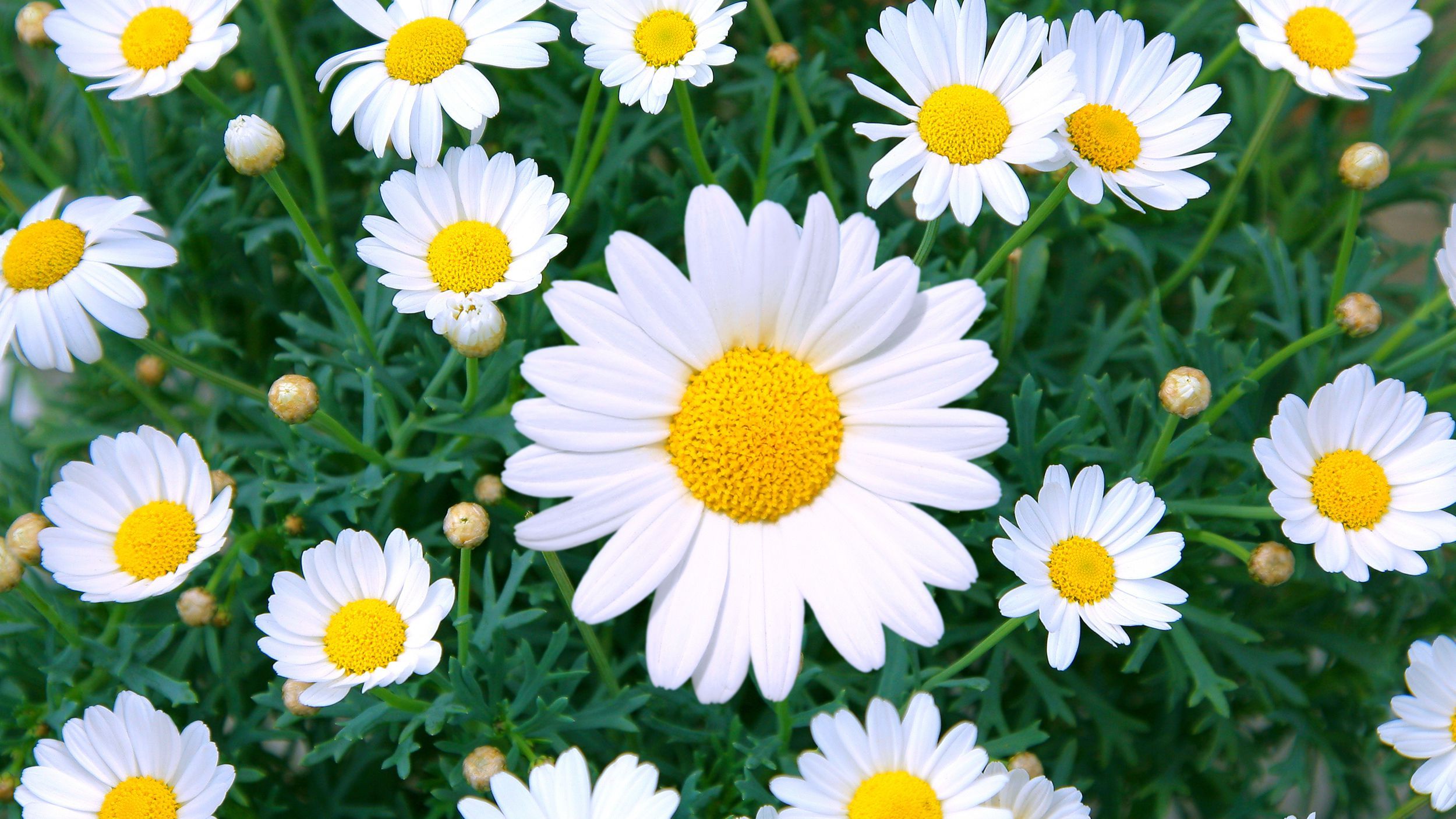 Images of daisies