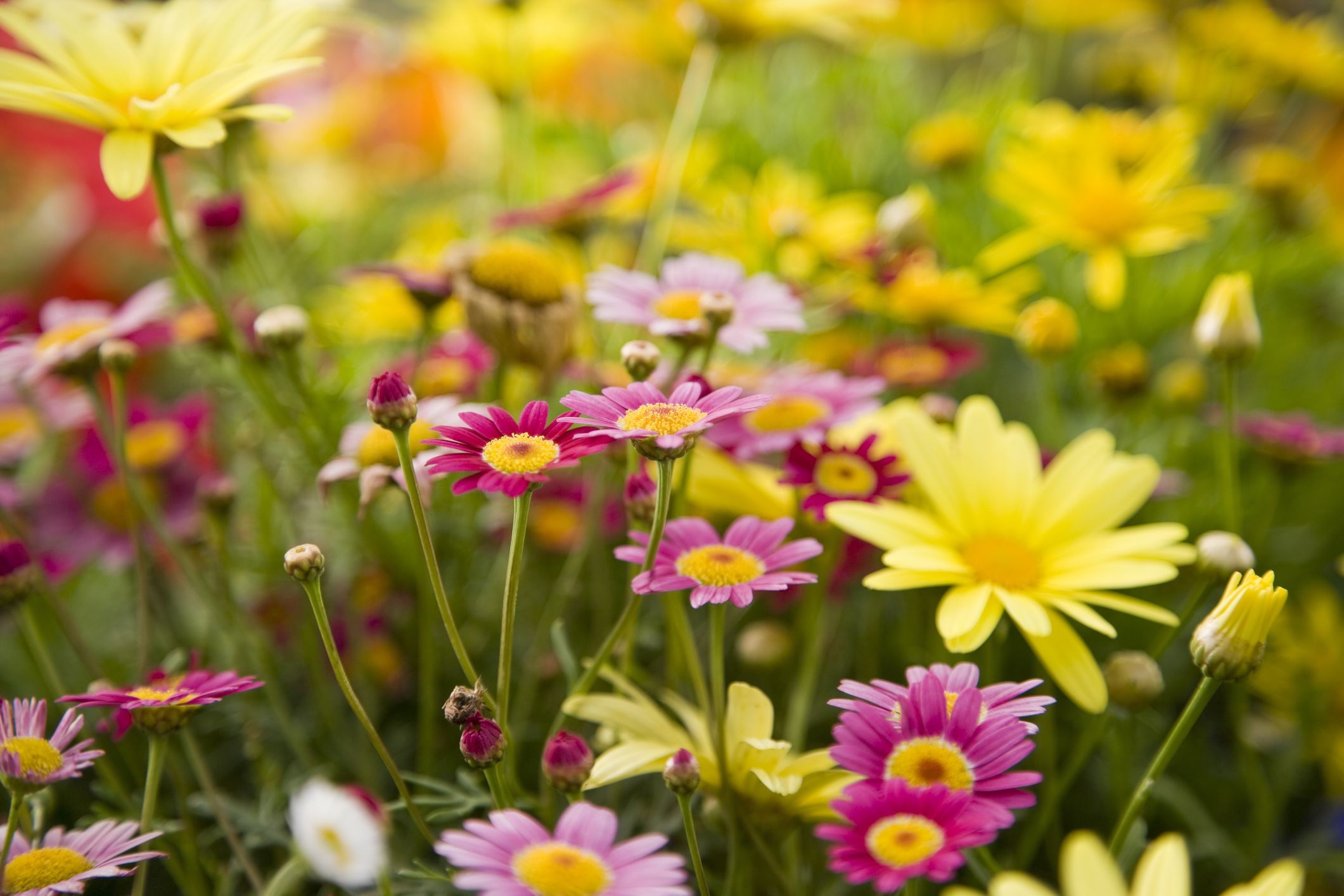 25 Colorful Types Of Daisies - Daisy Varieties For Your Garden.