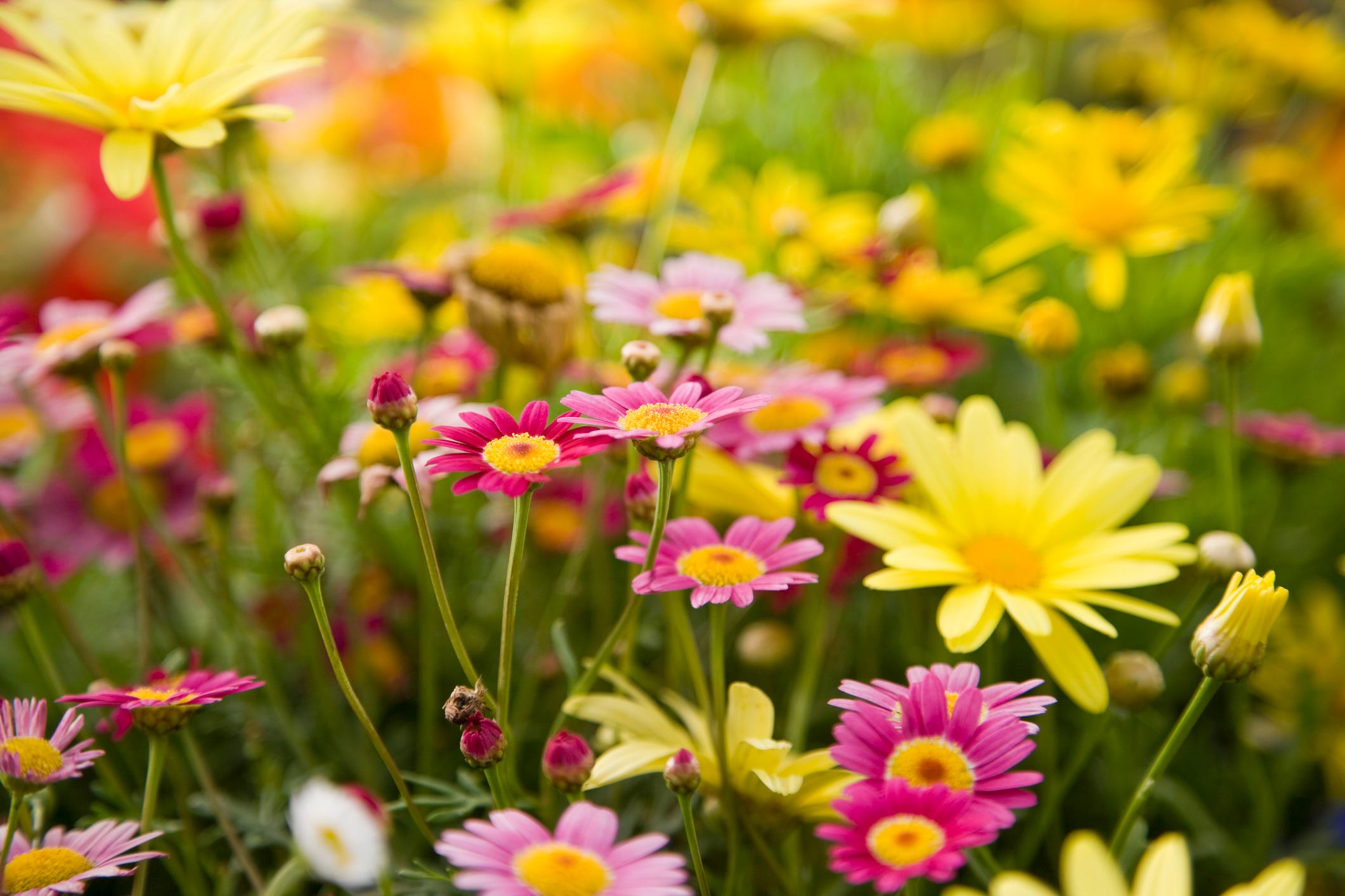 25 Colorful Types of Daisies That'll Brighten Your Garden