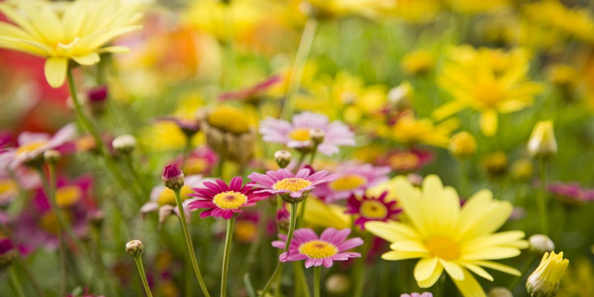 Download 25 Colorful Types Of Daisies Daisy Varieties For Your Garden