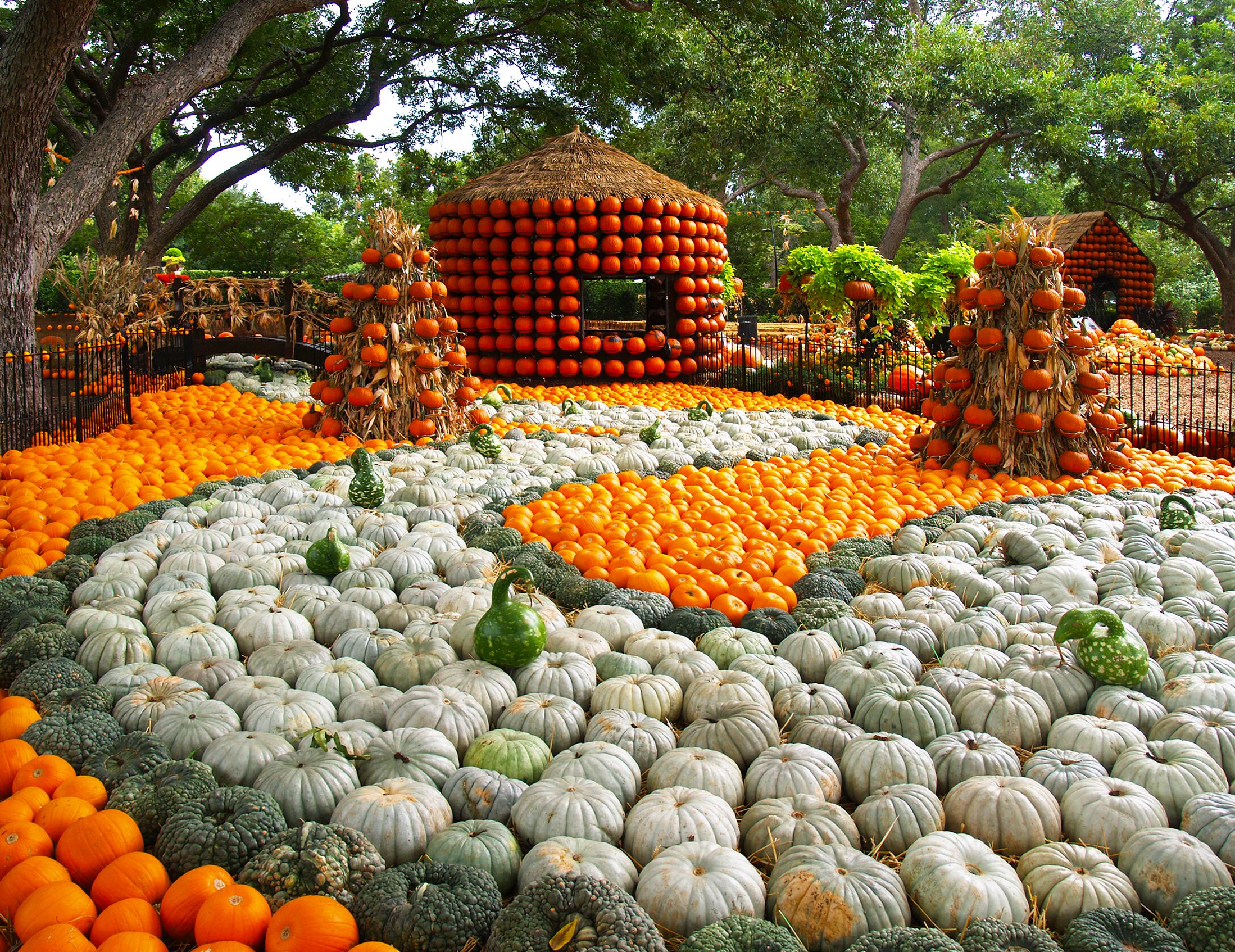 20 Best Pumpkin Patches In The US - Top Pumpkin Patch Near Me