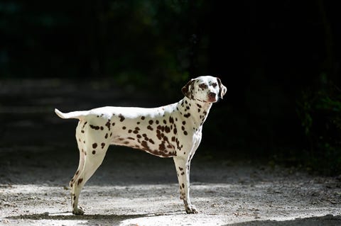 a healthy looking dalmatian dog outdoors standing in the sunlight