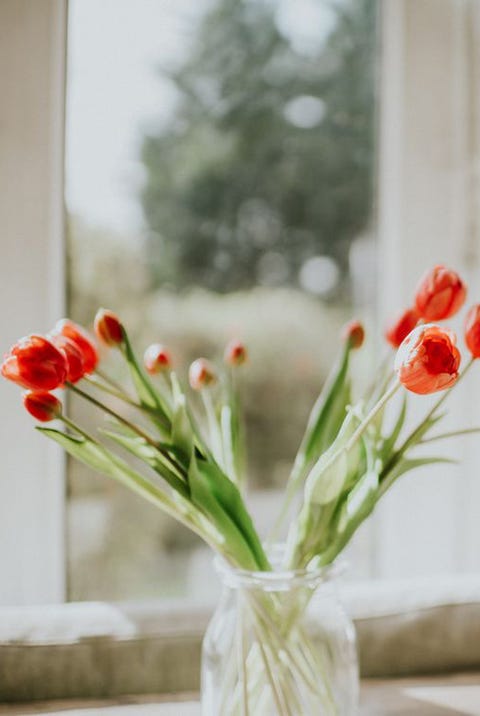 red tulips in a vase against a window