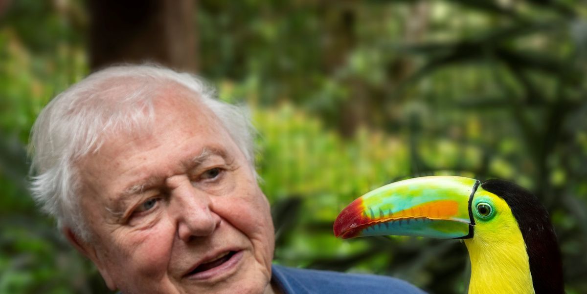 BBC announces new David Attenborough series Life in Colour
