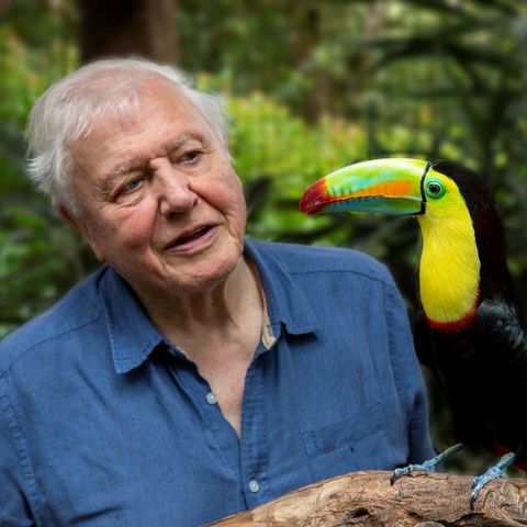 Hård ring bryder daggry perspektiv BBC announces new David Attenborough series Life in Colour