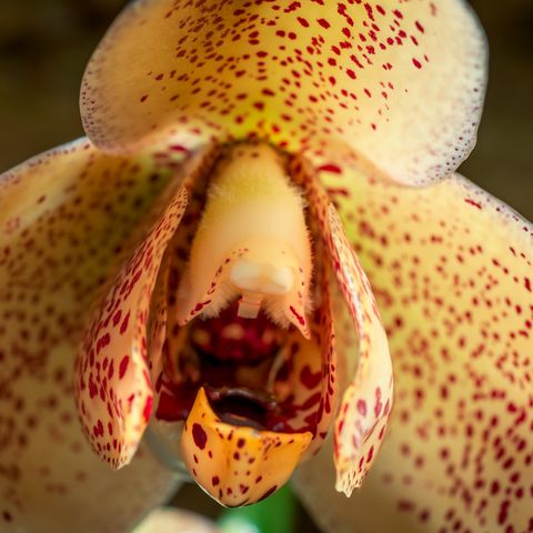 the green planet david attenborough's five part plant series on bbc one   an orchid flower acinetia hrubyana
