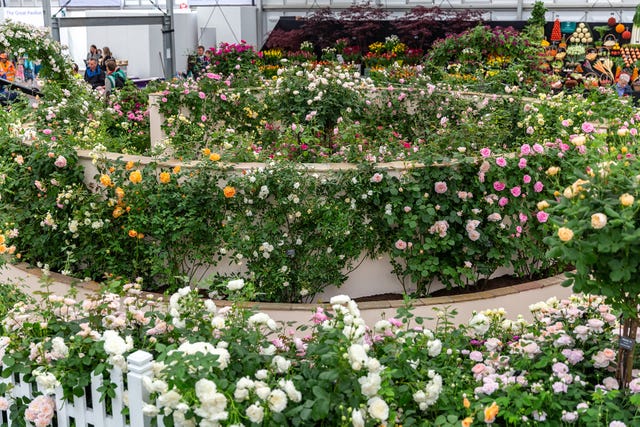 david austin rózsák, chelsea flower show 2019