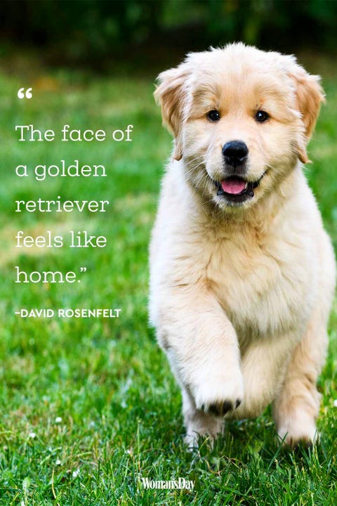 Funny Dog Quotes - 20 Cute Dog Sayings That Describe Your Pup