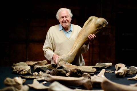 david attenborough, mammouths