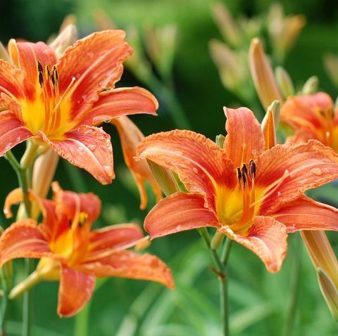 Flower, Flowering plant, Lily, Orange lily, Daylily, Petal, Orange, Plant, Close-up, Lily family, 
