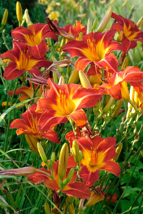 Daylilies