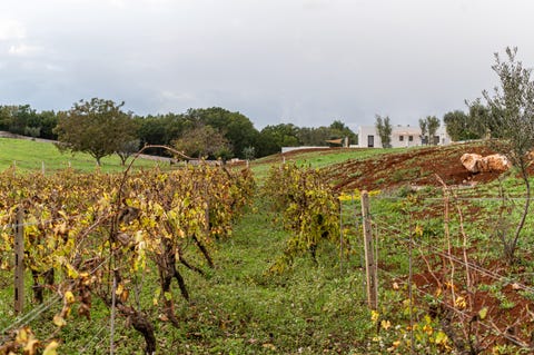 ddo relais, ostuni