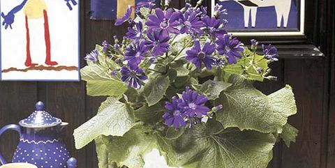 Flower, Purple, Blue, Plant, Lavender, Violet, Centrepiece, Cut flowers, Flowering plant, Still life, 