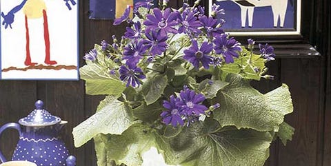 Flower, Purple, Blue, Plant, Lavender, Violet, Centrepiece, Cut flowers, Flowering plant, Still life, Flower, Purple, Blue, Plant, Lavender, Violet, Centrepiece, Cut flowers, Flowering plant, Still life,