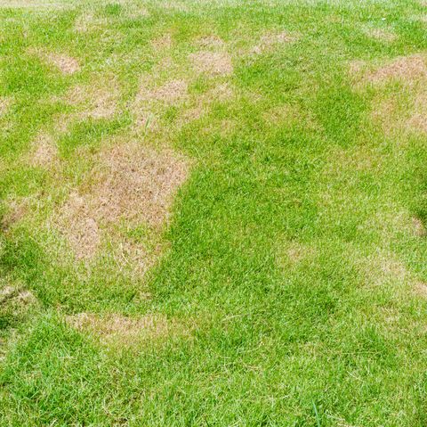 5 Most Common Lawn Issues And How To Fix Them