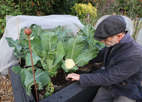 december gardening tips  ade sellars