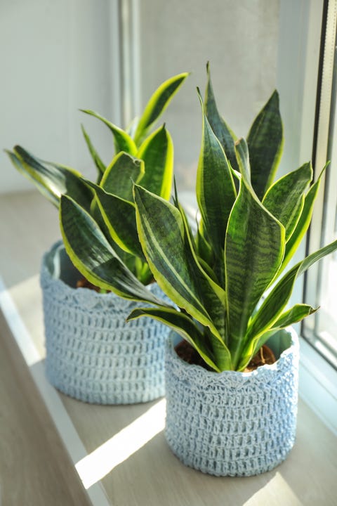 13 Best Kitchen Plants Houseplants To Grow In Your Kitchen