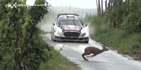 WRC car nearly hits deer