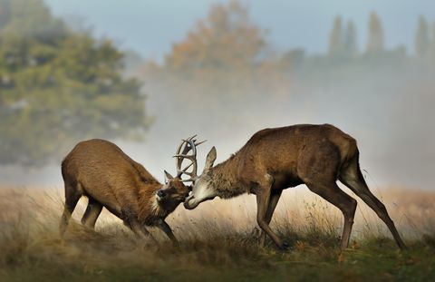 deer fighting at richmond park