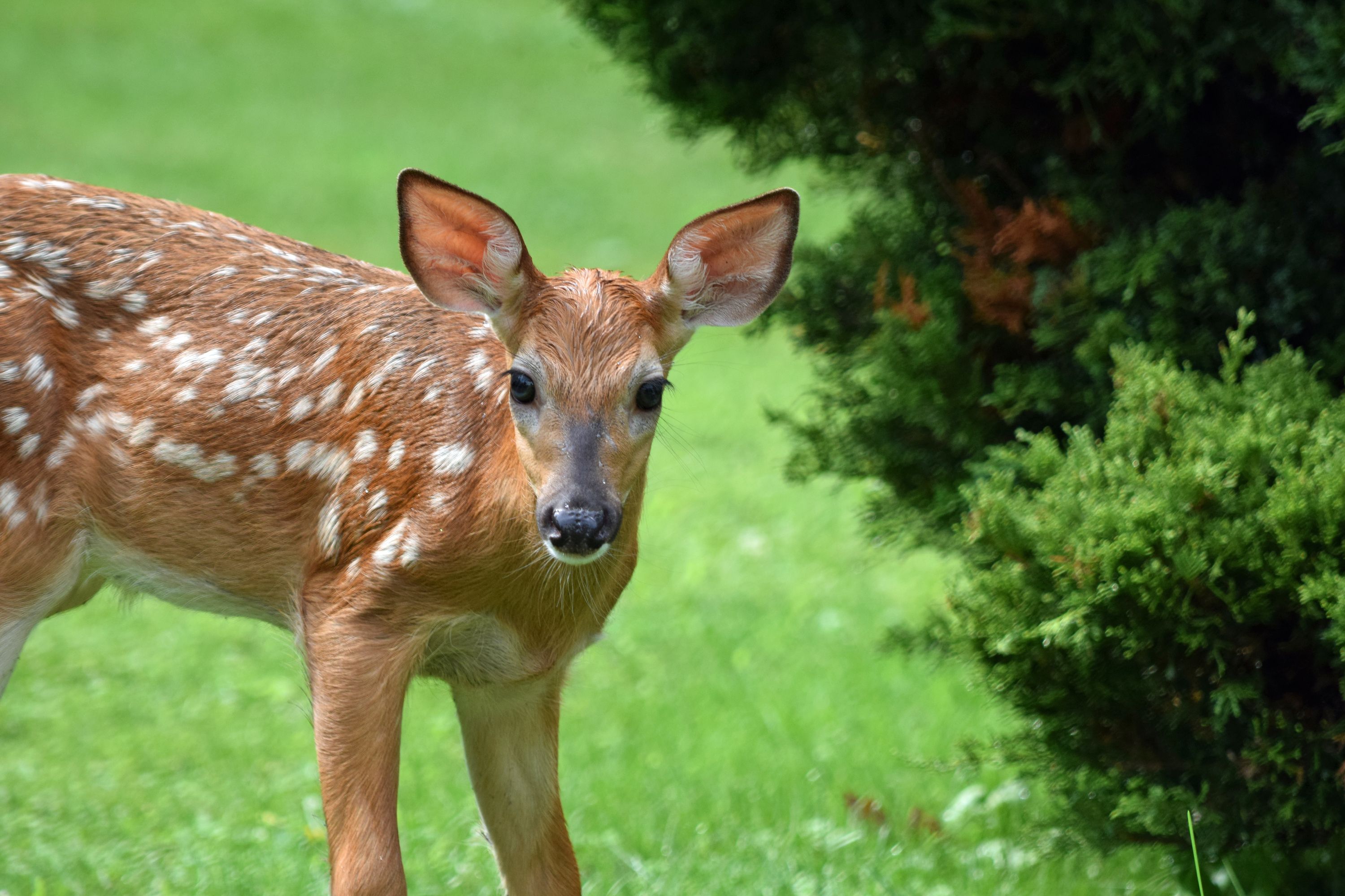 how to keep deer out