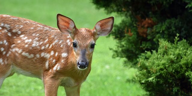 How To Keep Deer Out Of Your Garden, How To Keep Deer Out Of Your Rose Garden