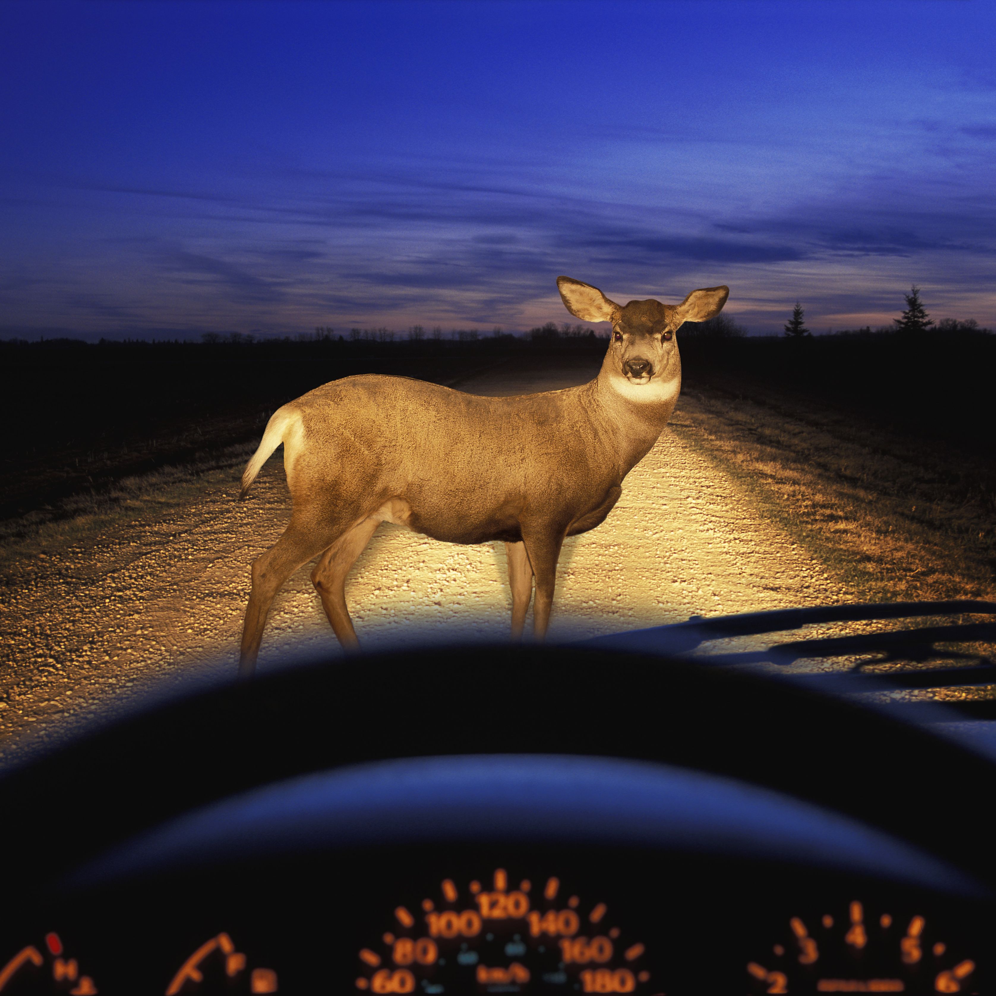 This Tech Will Help Us Avoid Hitting the 1.5 Million Deer on the Road Each Year