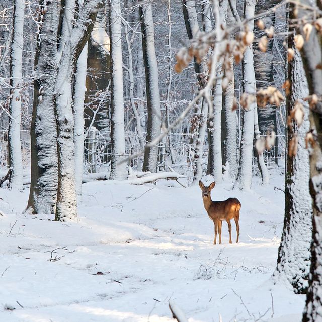 deer in snow covered forest