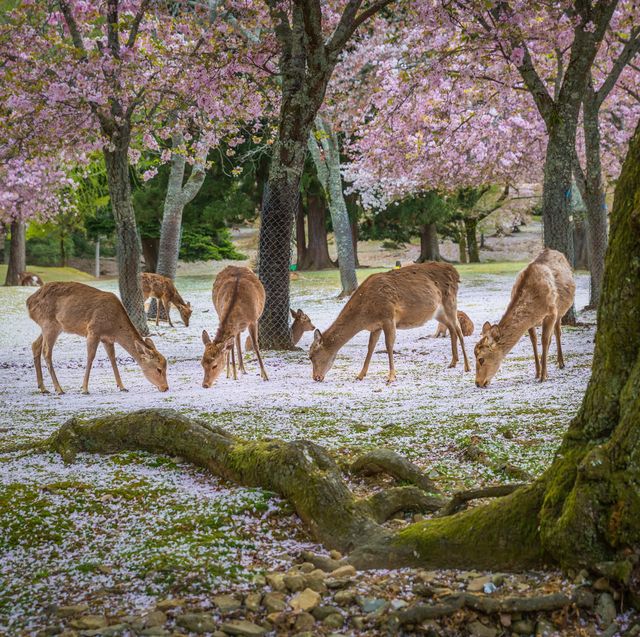 deer relax under cherry blossom trees in magical video