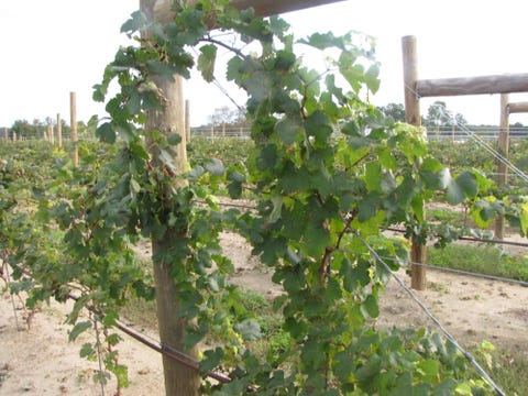 The Best Wineries In The U S Top Wineries In Every State Near You The Best Wineries In The U S Top Wineries In Every State Near You