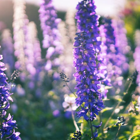 delphinium flowers