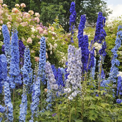 Blue delphinium flowers and roses blooming in summer garden