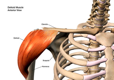 Deltoid Muscle Isolated Anterior View Shoulder Anatomy Labeled on White Background deltoid muscle isolated anterior view shoulder anatomy labeled on white background